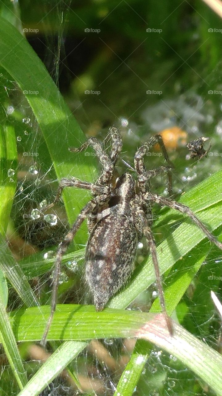 Grass Spider Close Up