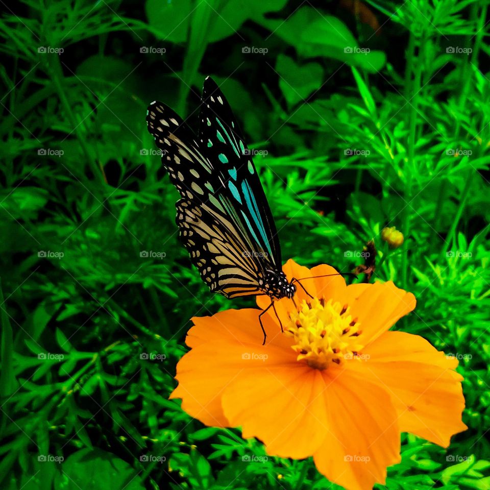 Butterfly and flower