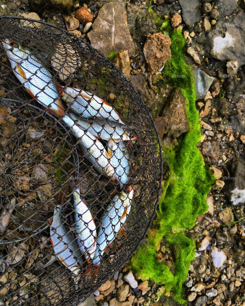 Fishing net with fish
