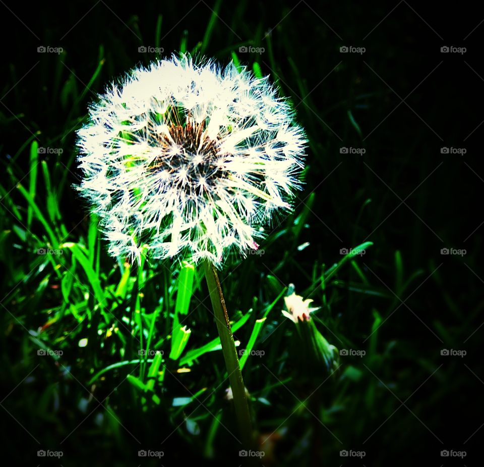 Dandelion 