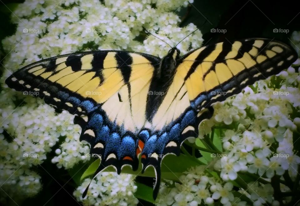 Yellow Swallowtail Butterfly