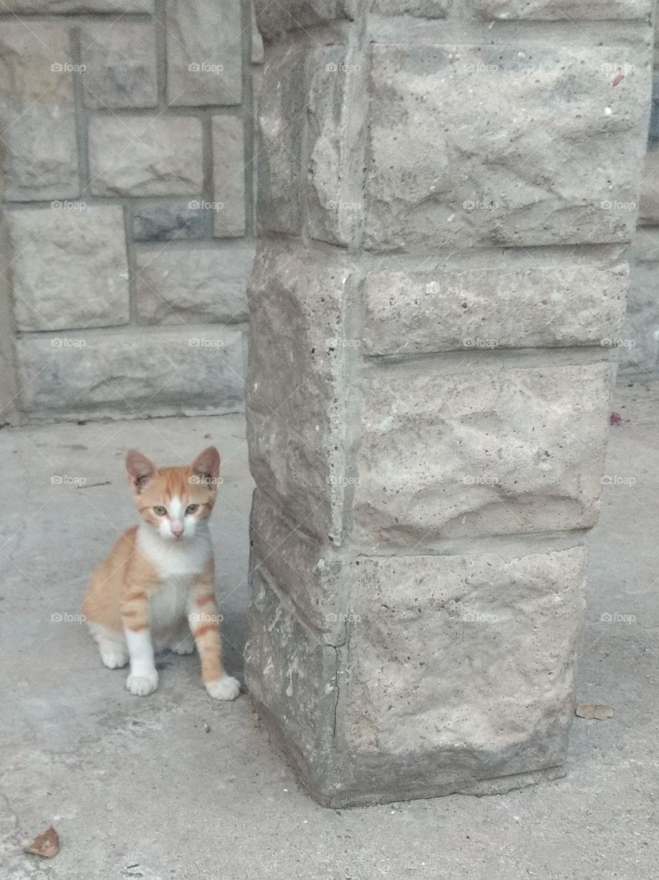 Editor's Choice - Photo of the Week