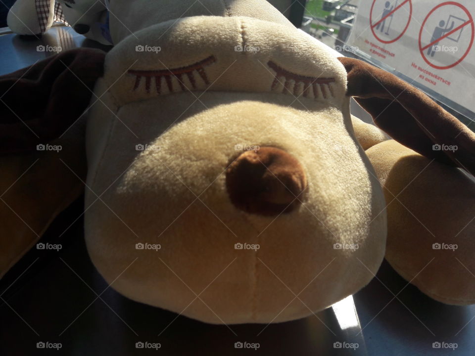 sleeping toy dog pet dream