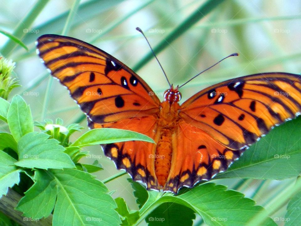 butterfly