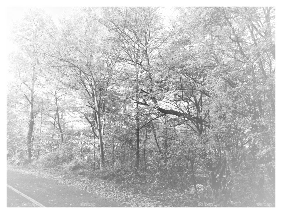 Autumn path in black and white 