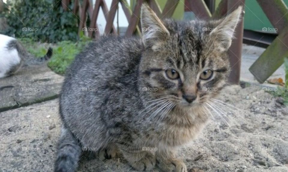 cat pet kitten by arman