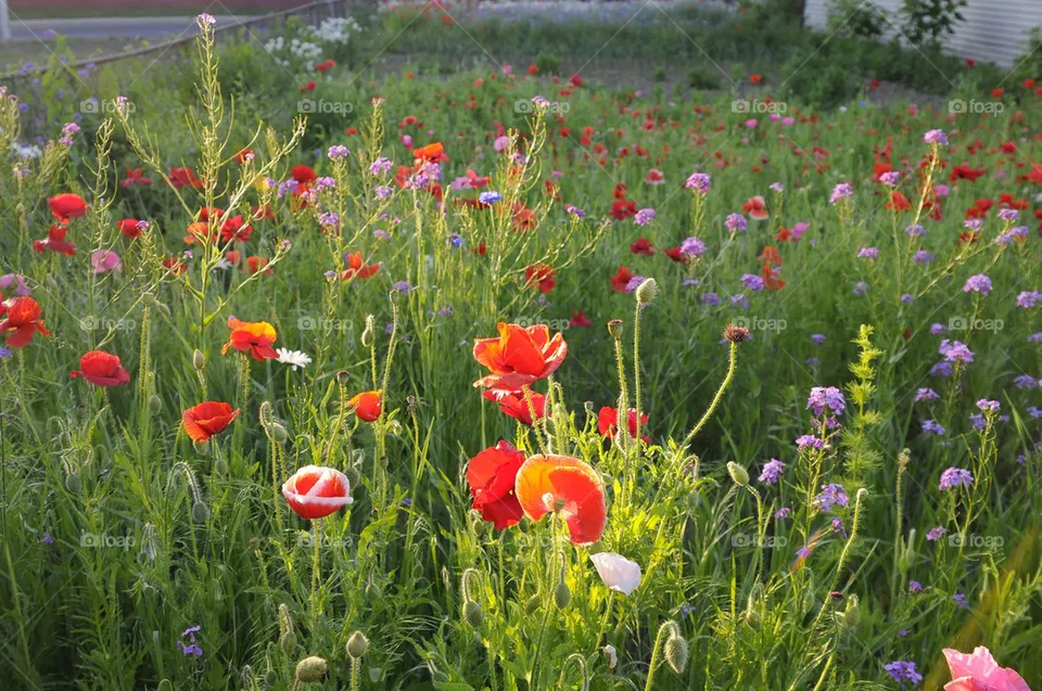 Garden. 