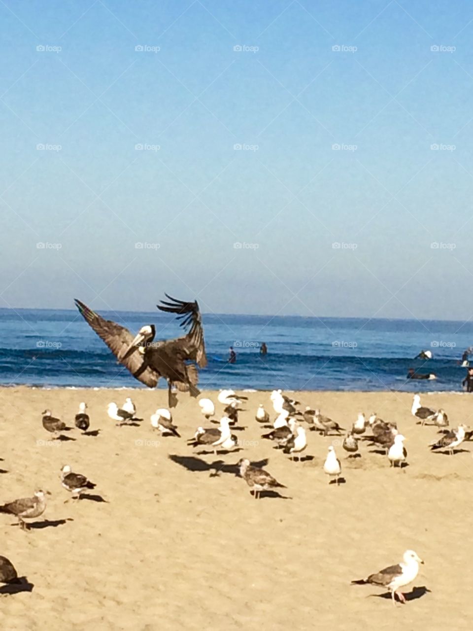 Coming in for a landing. Pelican landing in Newport Beach