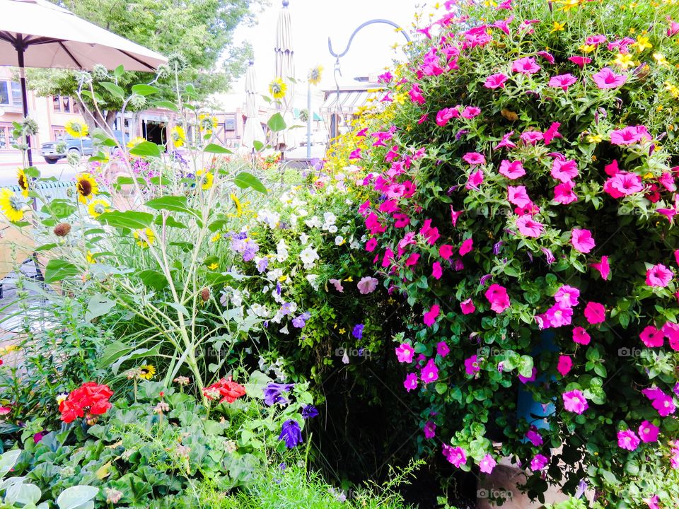 Pink flowers in garden