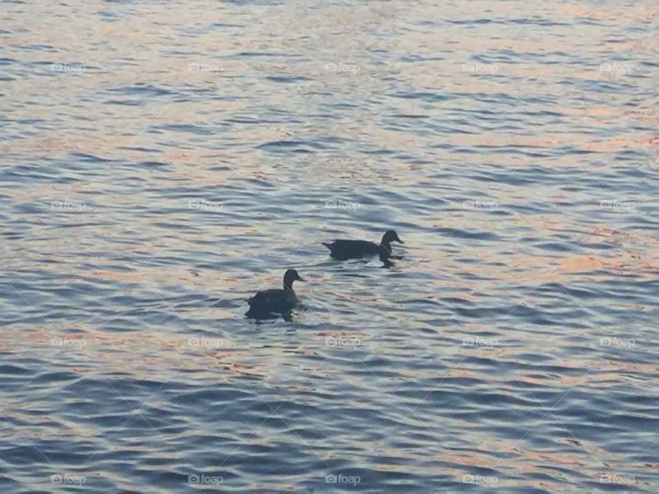 ducj
ducks on the Delaware