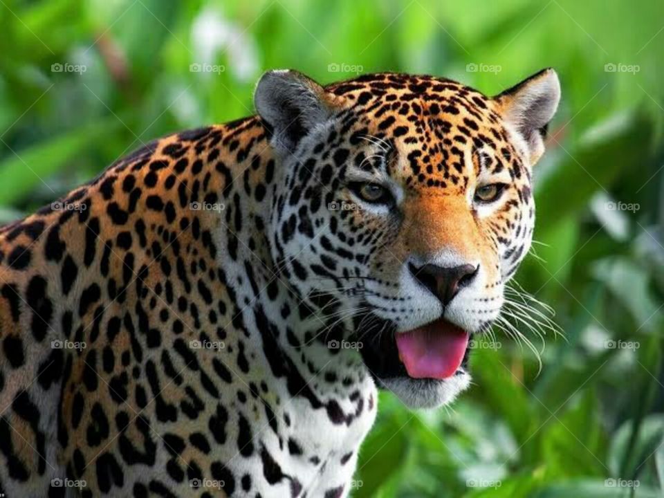 jaguar