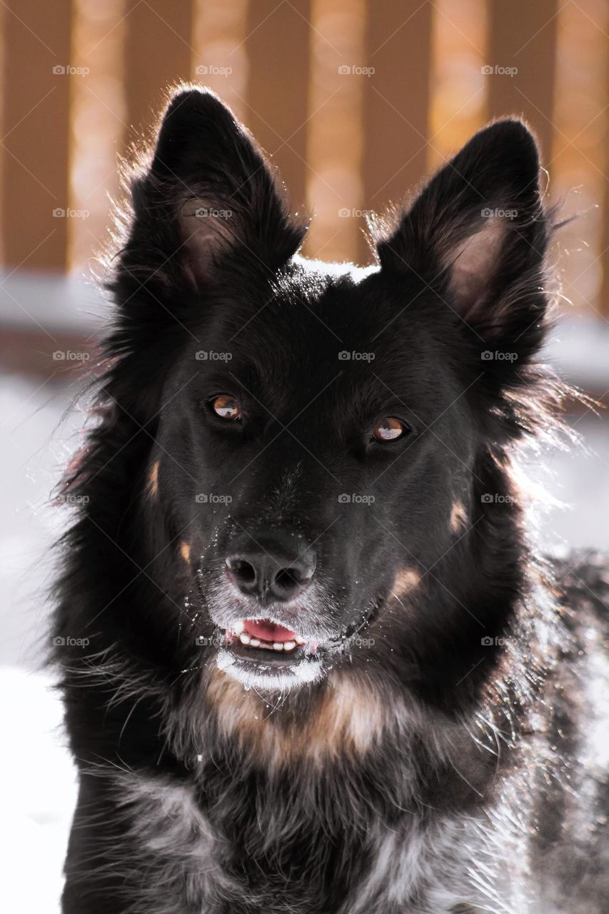Mixed Dog blue heeler border collie beautiful canine ranch no people animal pet cute adorable eyes winter outside outdoors happy playing photography photo picture