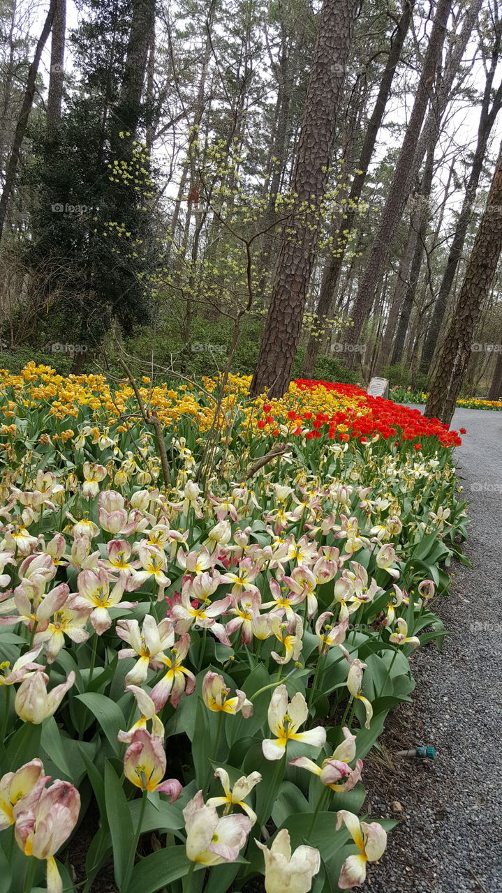 do tulips Bloom nature beautiful aroma yellow orange white colors Environmental nature