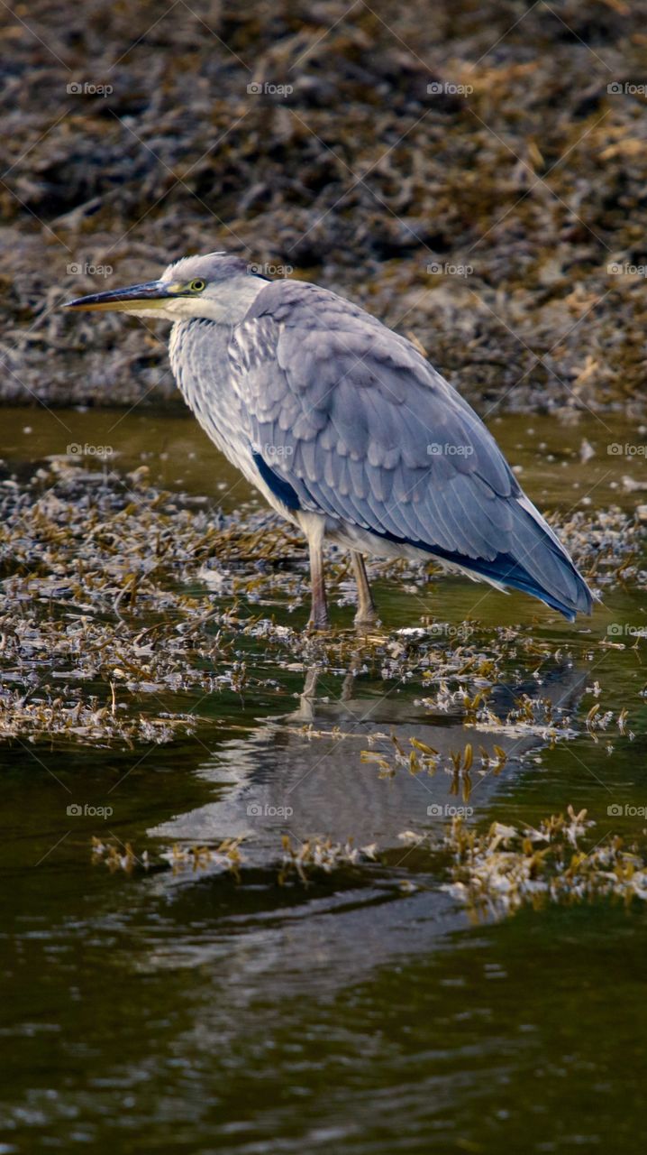 Gray heron