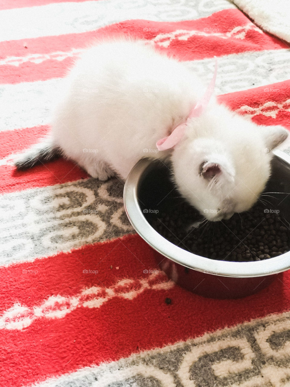 Lucy, my little kitten is eating by herself. She's very smart.