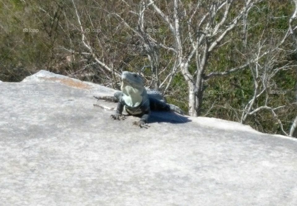 iguana on a pyramid
