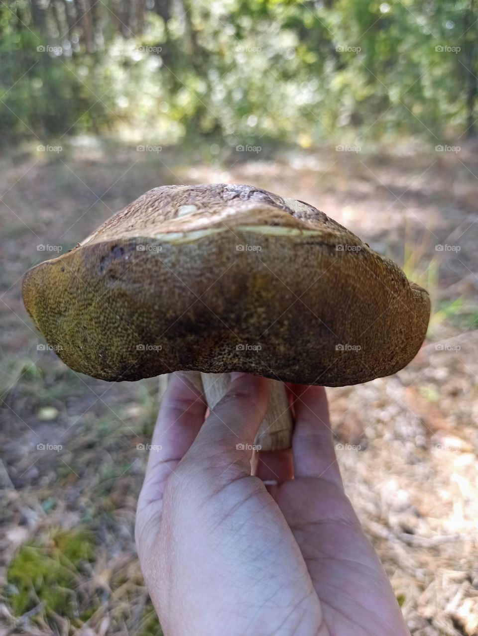 Mystical Mushrooms: A Fungi Adventure