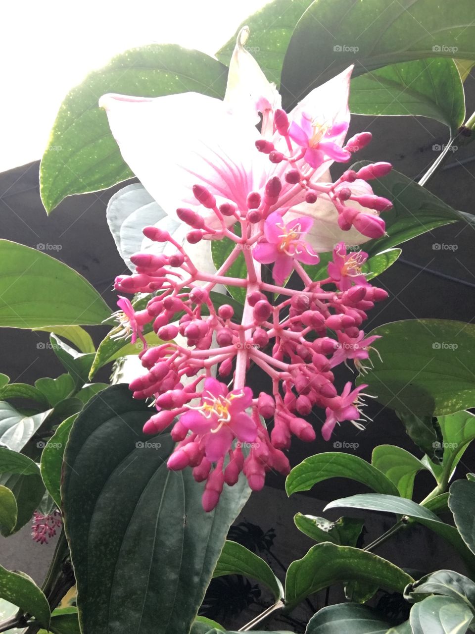 Pink tropical flowers, green leaves, pink blooms with green foliage