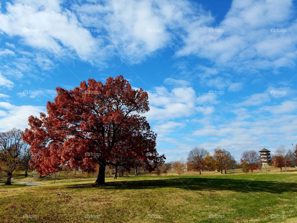 Tree at a park in Baltimore