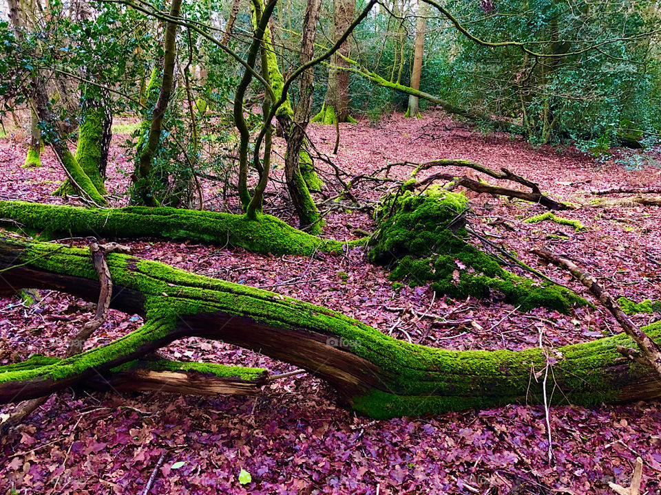 Colourful enchanted forest, colourful fallen trees covered in moss 
