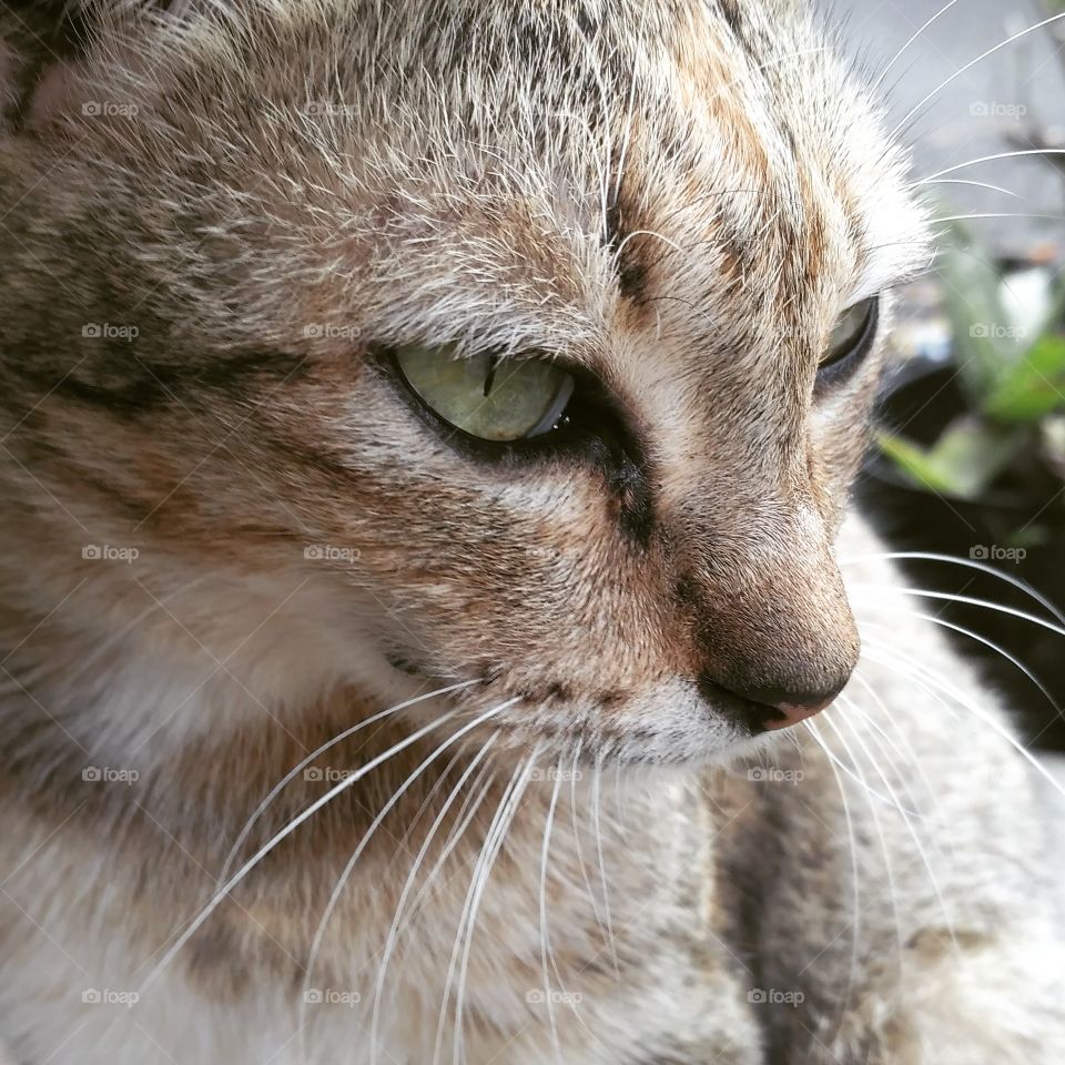 Cat face close up