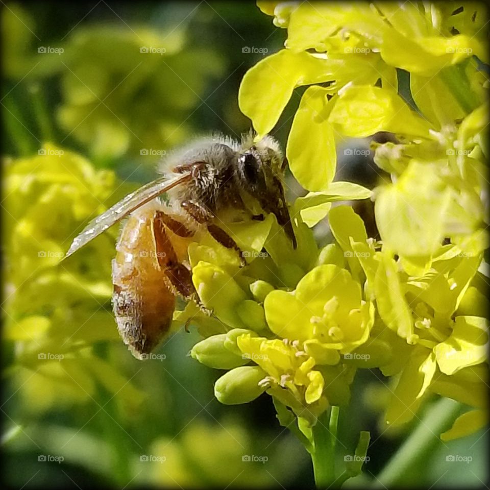 Bee work day