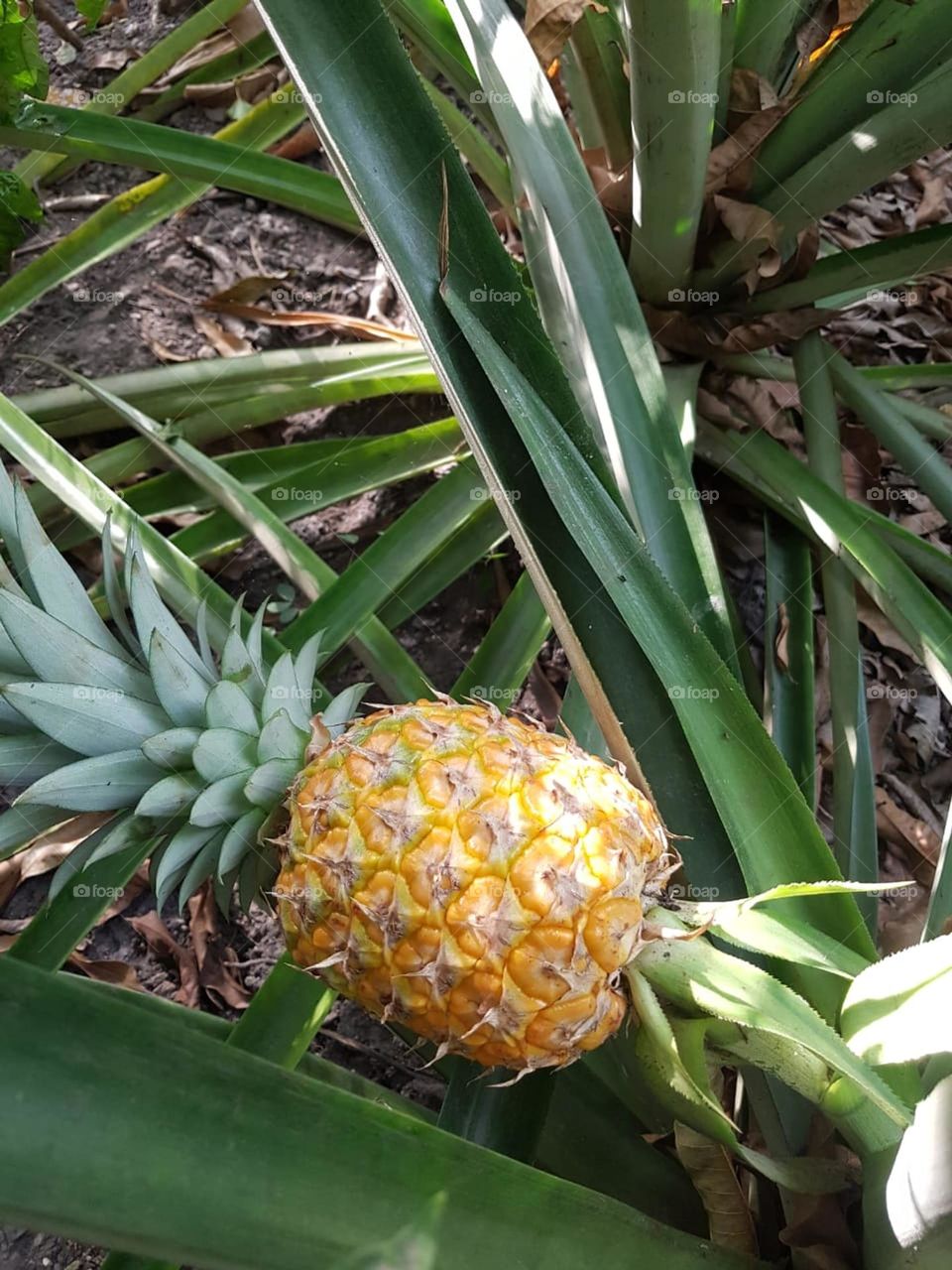 growing pineapple