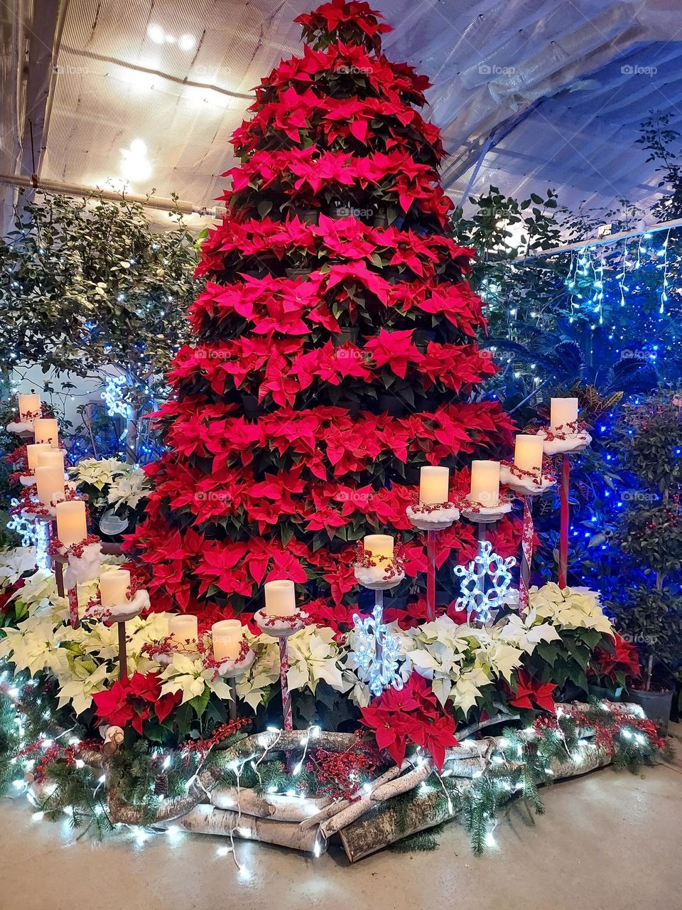 Poinsettia tree in conservatory at Stan Hywet Christmas