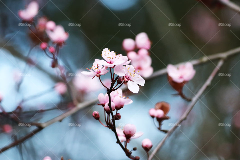 Blooming blossoms on a tree