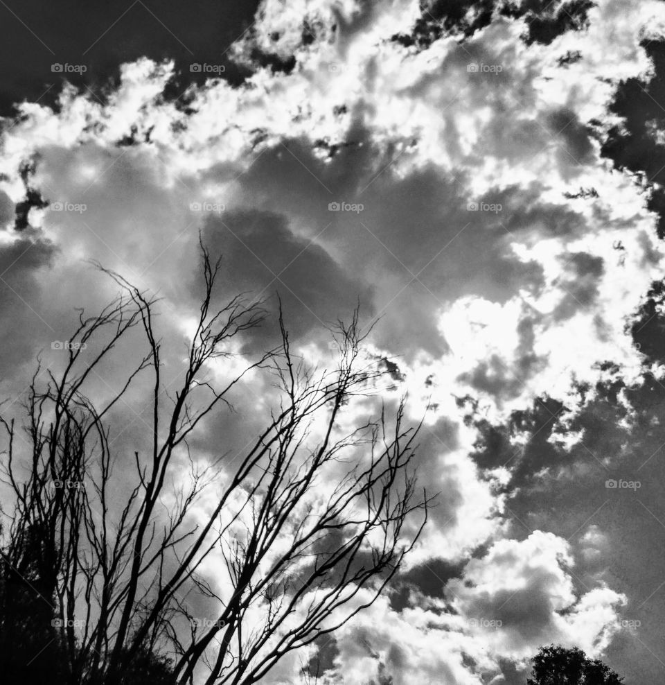 Black and white clouds with branches