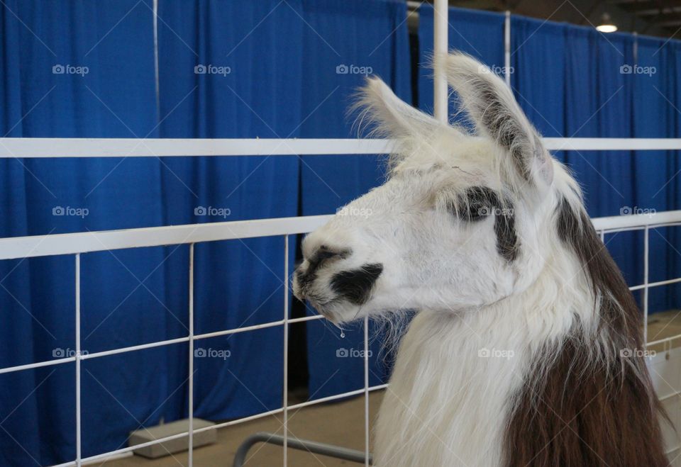 Profile of Alpaca at a petting zoo.  Close up shows the cute features of this lovely animal...checkout those eye lashes!