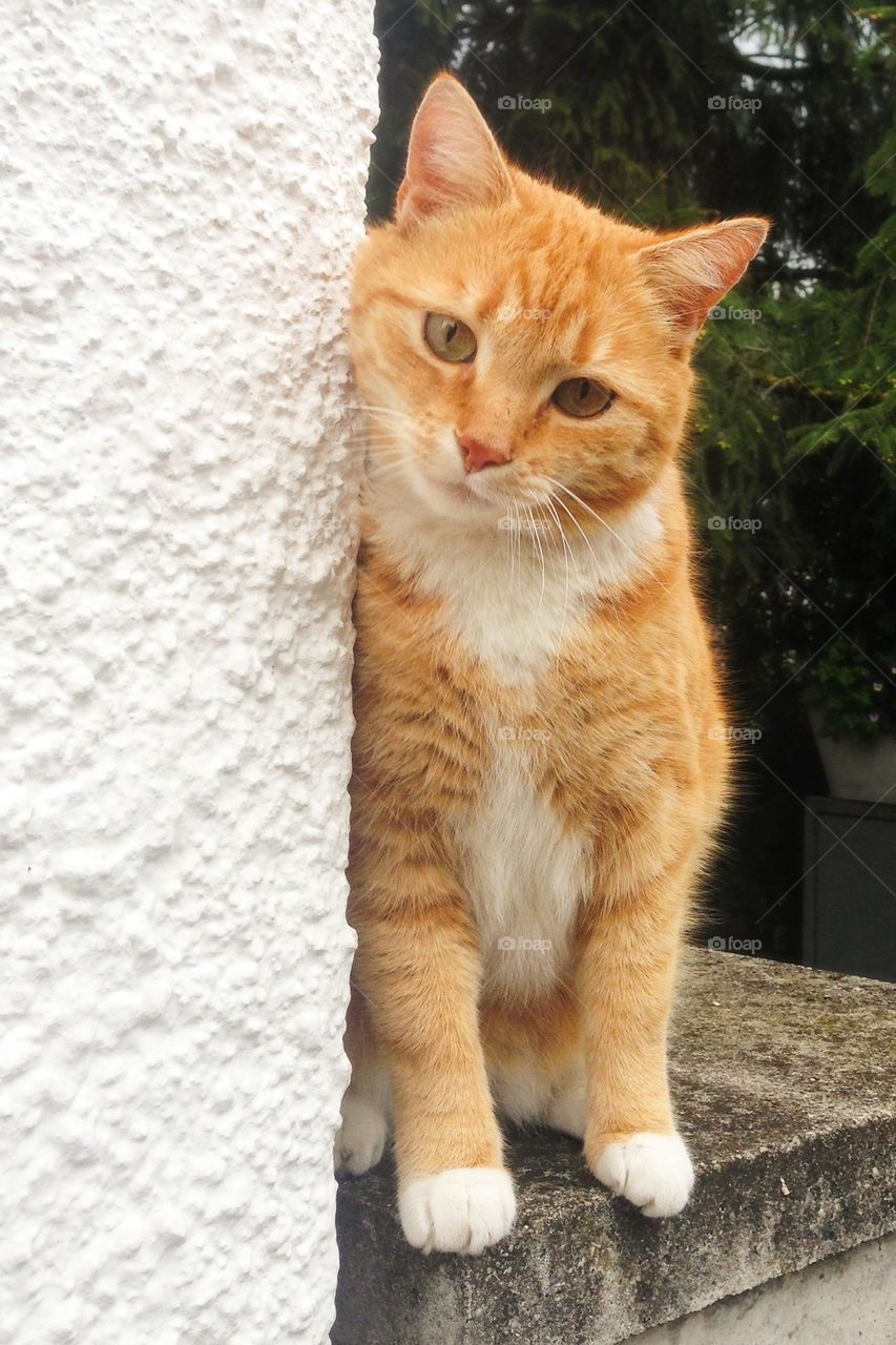 Orange cat