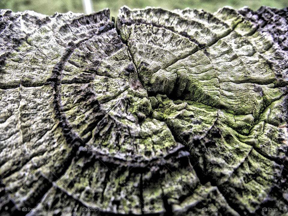 sweden of wood tree by gordynodrog