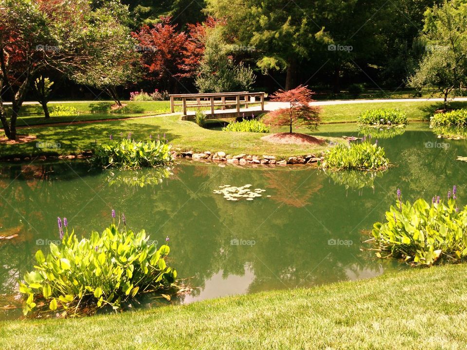 Bridge over pond