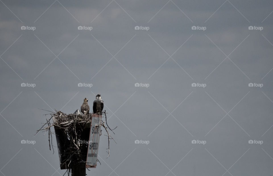 Nesting On The No Wake Zone Sign One Beautifully Grey Morning