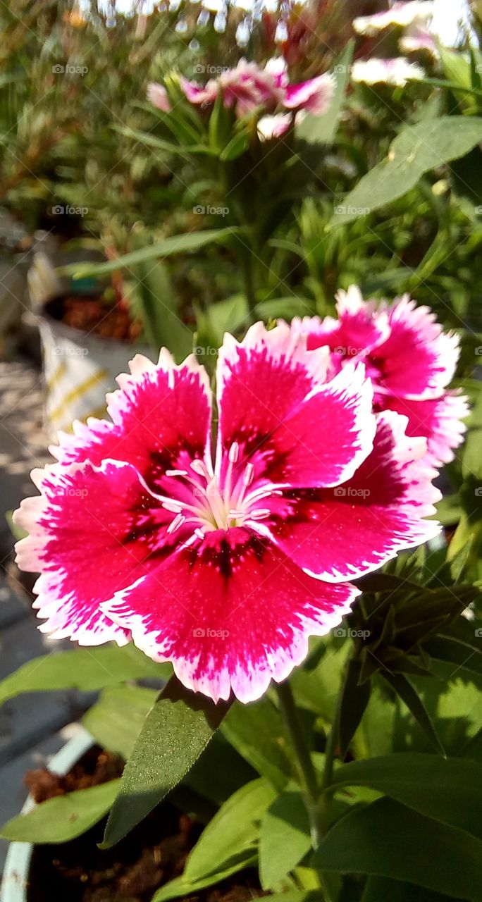 Red flowers