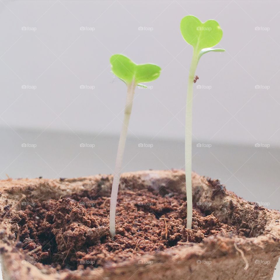 Tiny green seedlings on windowsills 