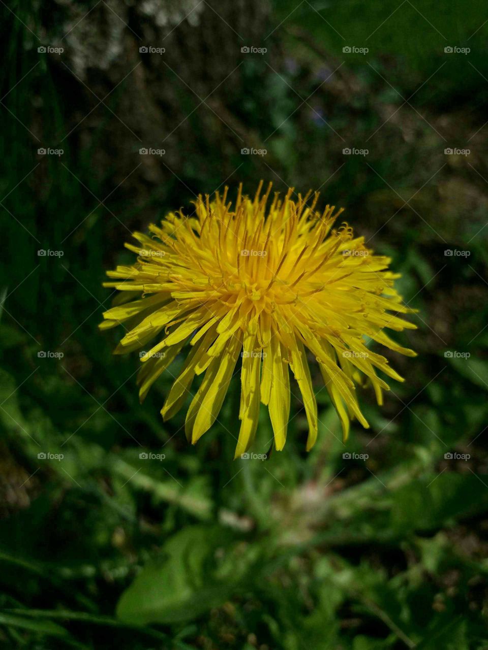 Dandelion close-up