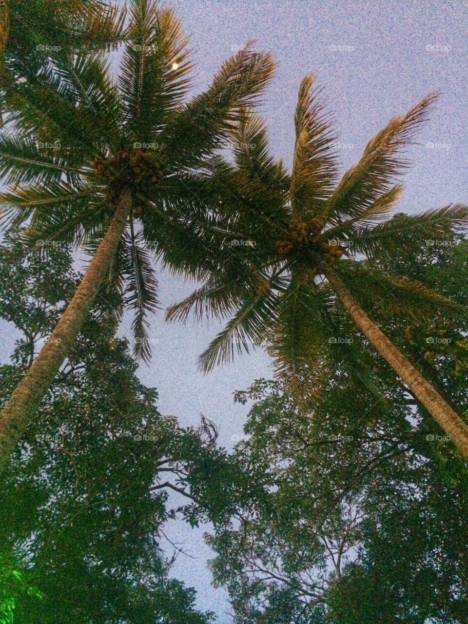 palmeras 