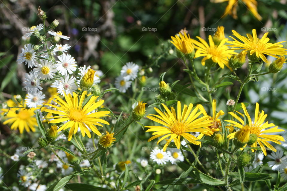 Field of Sunshine 