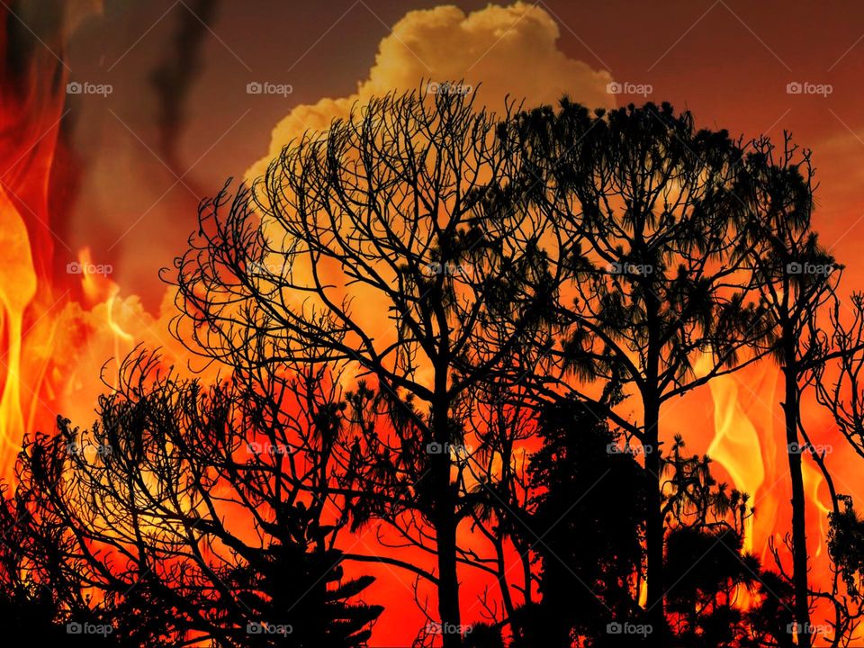 Fire clouds and tree skeletons.