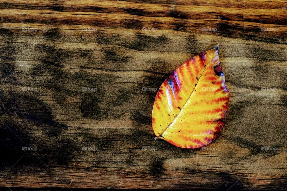 Fall Leaf in Red and Yellow