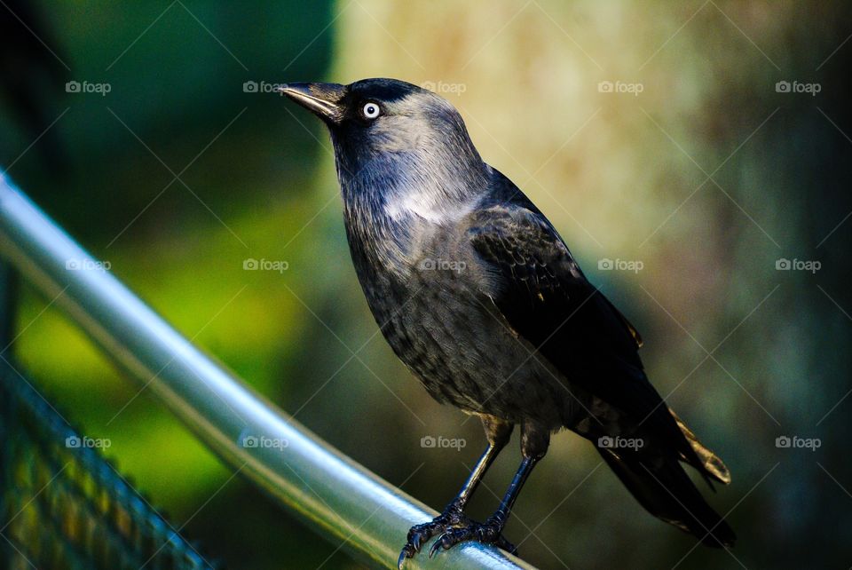 Jackdaw perching on a fence