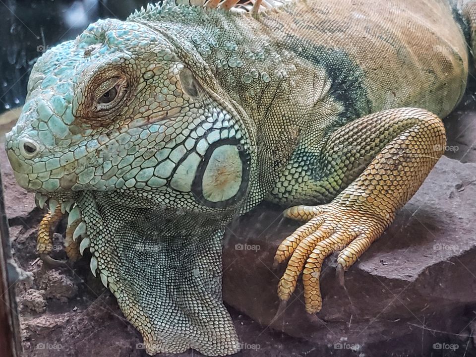 Iguana