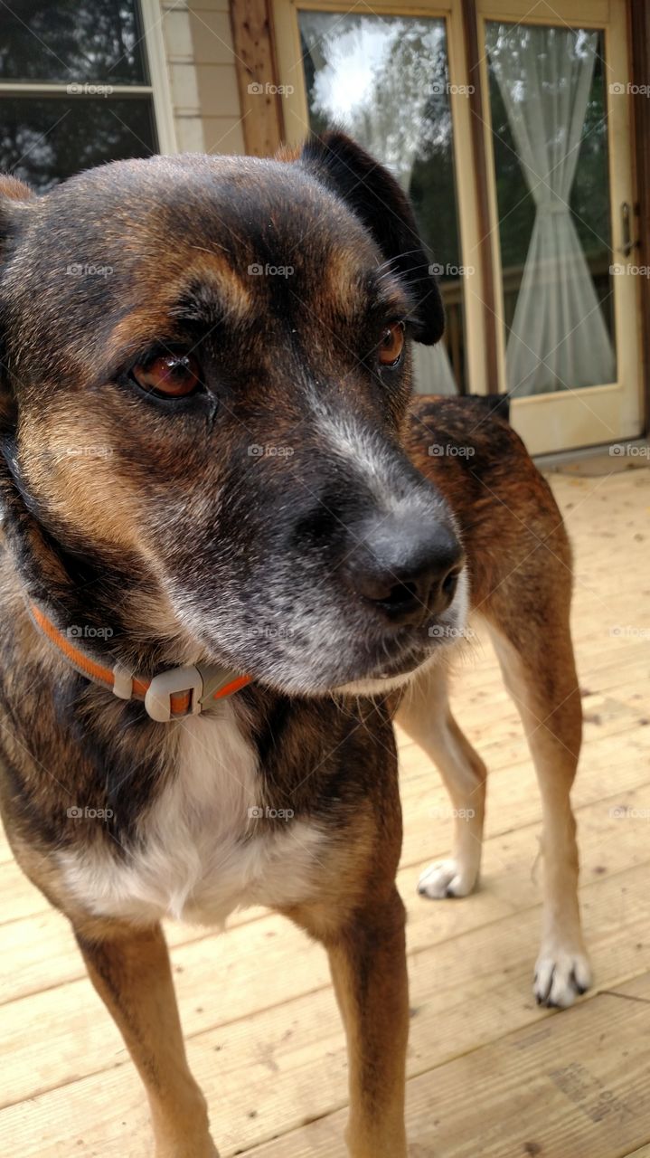 Dog, Canine, Mammal, Pet, Animal