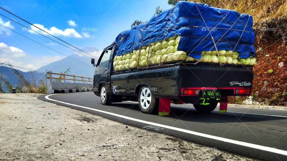 vegetable expedition