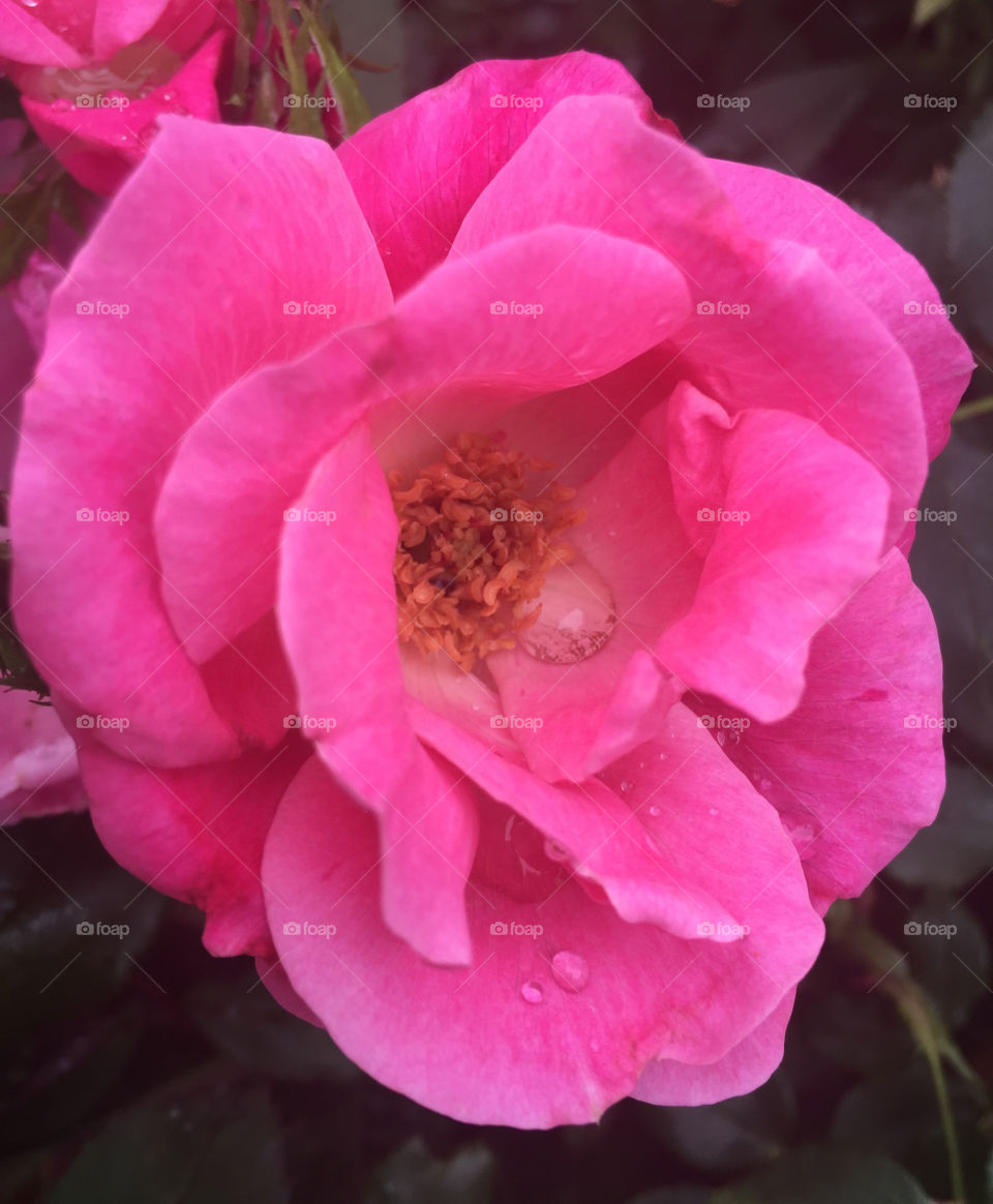 Pink rose with water droplets 