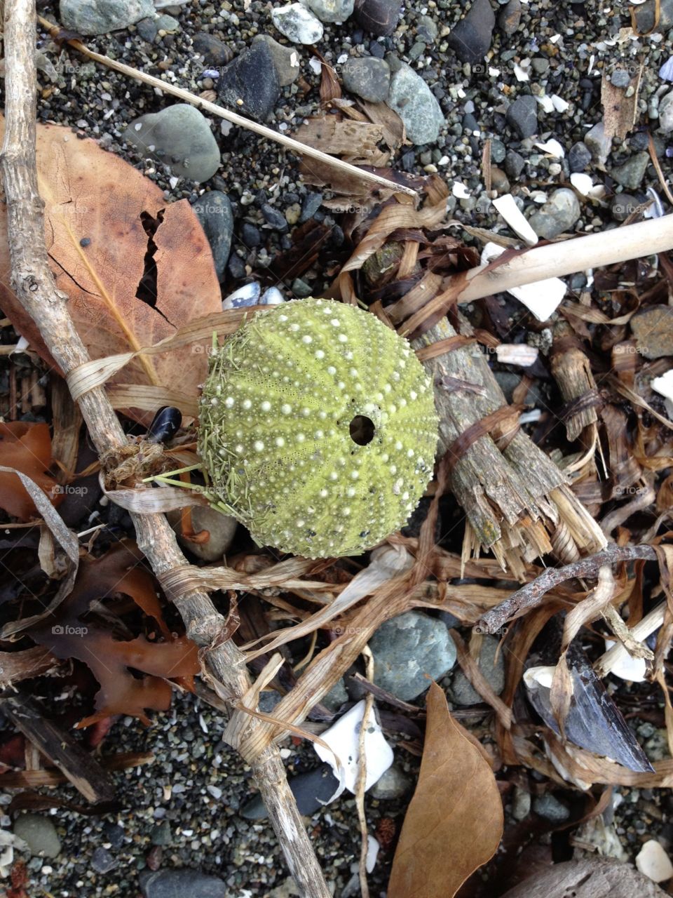 Sea urchin of  Coupeville Washington on Whidbey Island