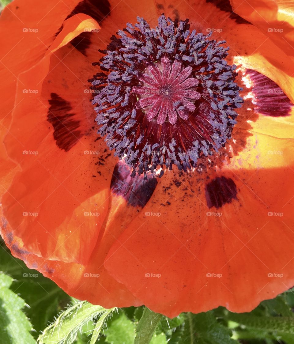 Poppy beauty close up 