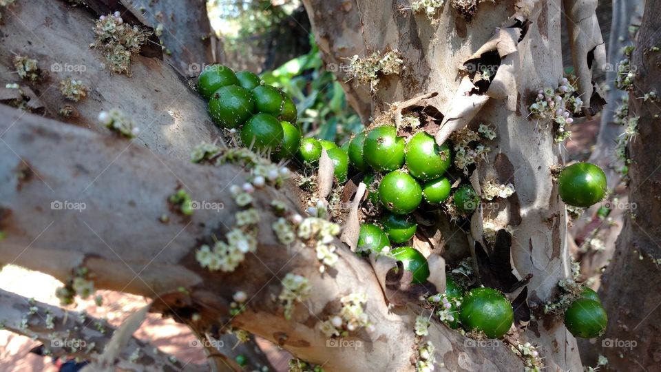 Jaboticabas verdes.
